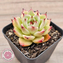 Load image into Gallery viewer, Echeveria &#39;Lovely Q&#39; - John &amp; Norma&#39;s Succulents Australia
