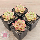 Echeveria 'Lovely Q'