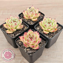 Load image into Gallery viewer, Echeveria &#39;Lovely Q&#39; - John &amp; Norma&#39;s Succulents Australia
