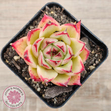 Load image into Gallery viewer, Echeveria &#39;Lovely Q&#39; - John &amp; Norma&#39;s Succulents Australia
