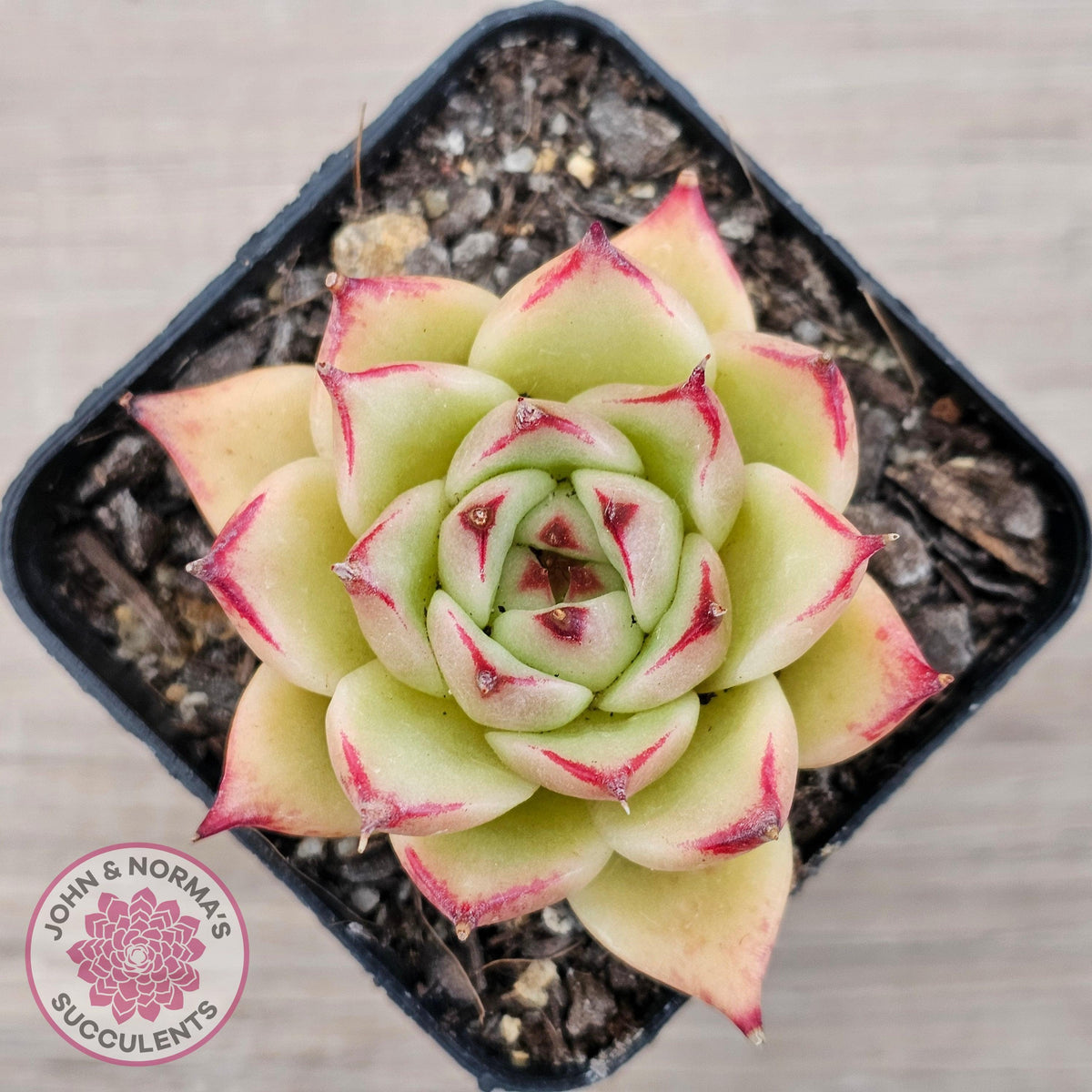 Echeveria 'Lovely Q'