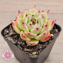 Load image into Gallery viewer, Echeveria &#39;Lovely Q&#39; - John &amp; Norma&#39;s Succulents Australia
