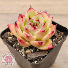 Load image into Gallery viewer, Echeveria &#39;Lovely Q&#39; - John &amp; Norma&#39;s Succulents Australia
