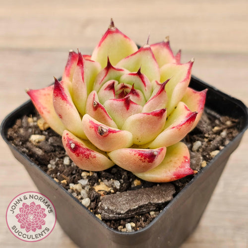 Echeveria 'Lovely Q' - John & Norma's Succulents Australia