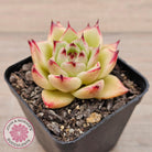 Echeveria 'Lovely Q'