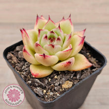 Load image into Gallery viewer, Echeveria &#39;Lovely Q&#39; - John &amp; Norma&#39;s Succulents Australia
