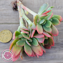 Load image into Gallery viewer, Echeveria 'Low' Crest Cuttings
