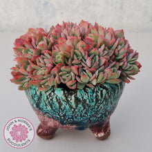 Load image into Gallery viewer, Echeveria Low Crest
