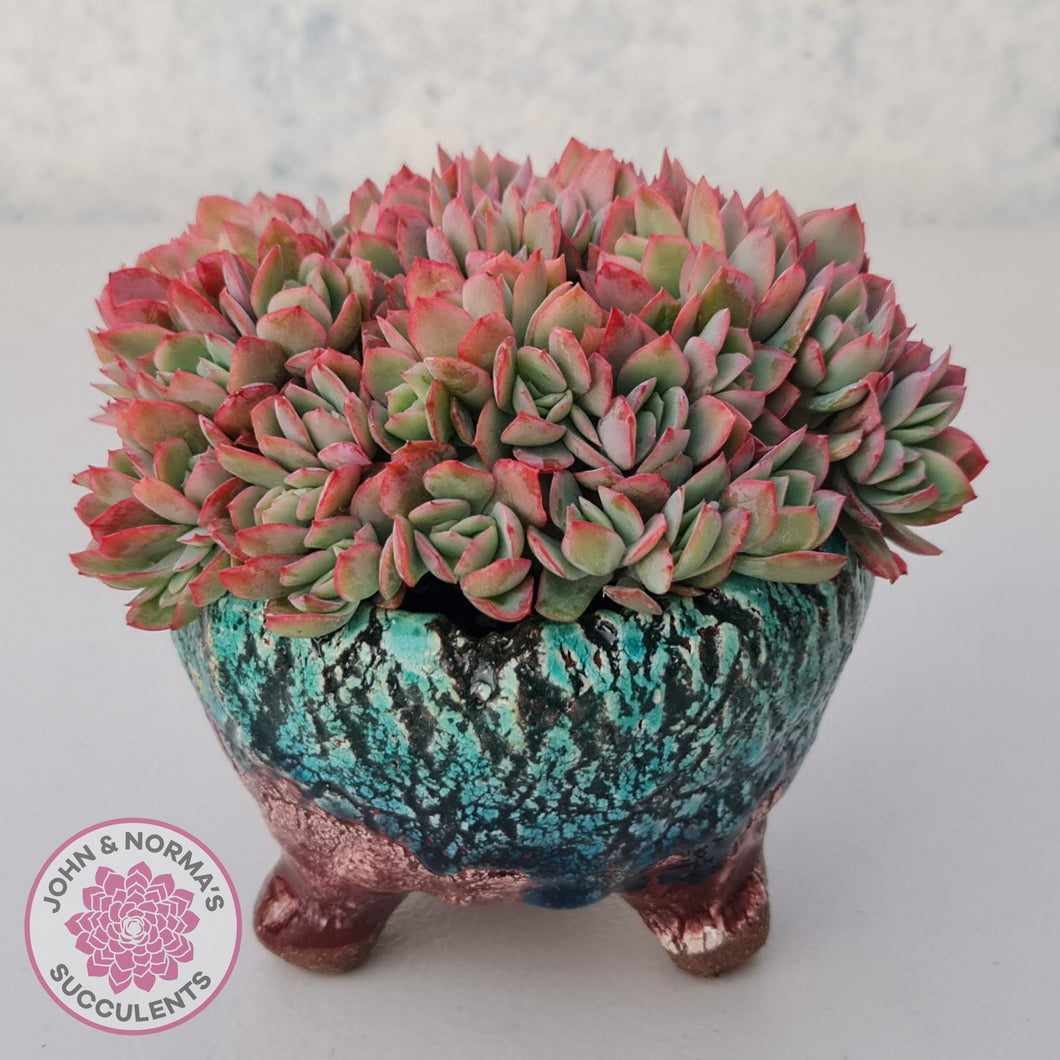 Echeveria Low Crest