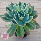 Echeveria 'Luella' Crested (Same Plant)