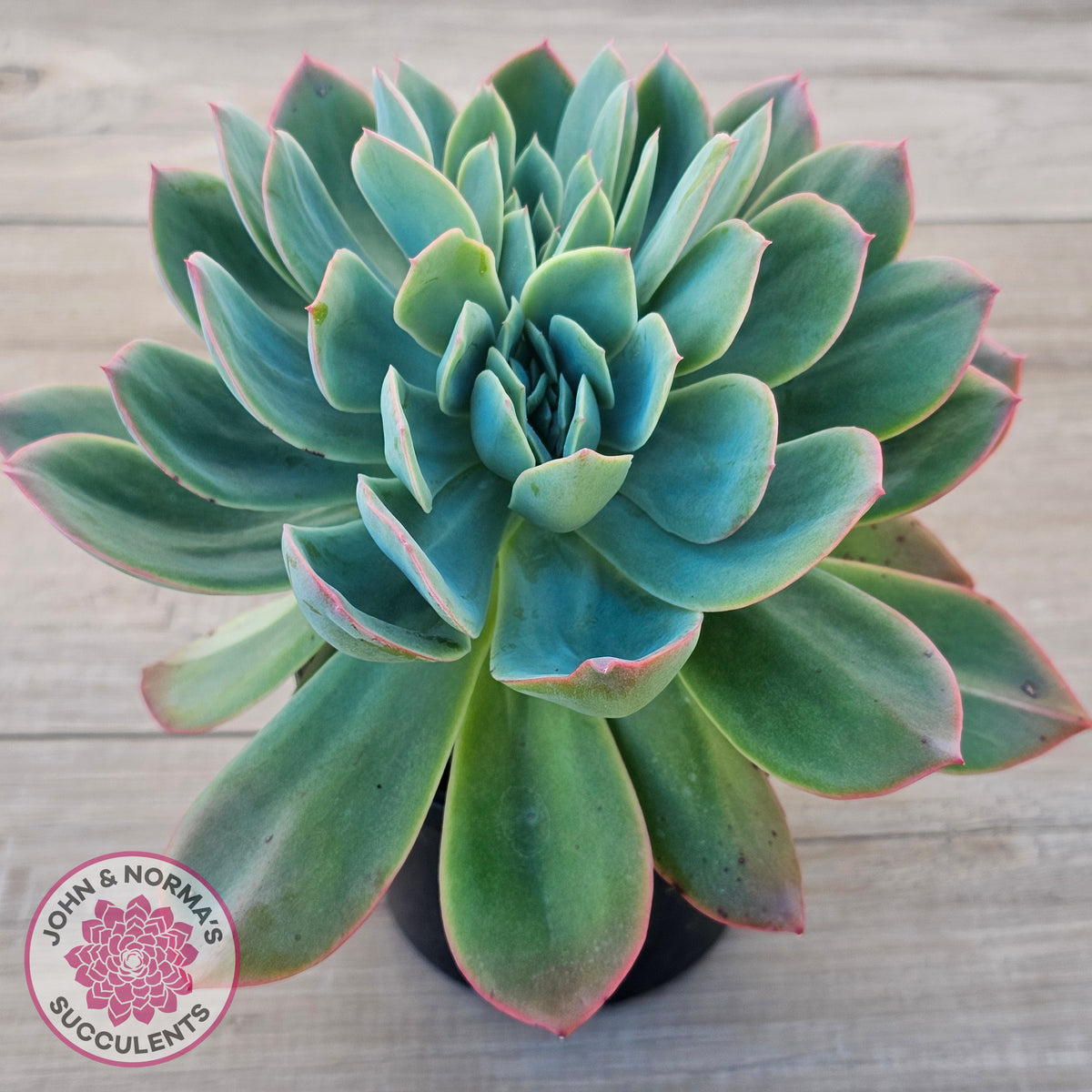 Echeveria 'Luella' Crested (Same Plant)