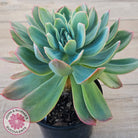 Echeveria 'Luella' Crested (Same Plant)