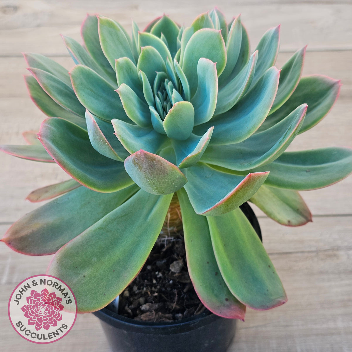 Echeveria 'Luella' Crested (Same Plant)