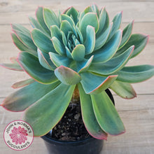 Load image into Gallery viewer, Echeveria 'Luella' Crested (Same Plant)
