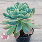 Echeveria 'Luella' Crested (Same Plant)