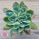 Echeveria 'Luella' Crested (Same Plant)