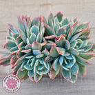 Echeveria 'Luella' Variegated Crest