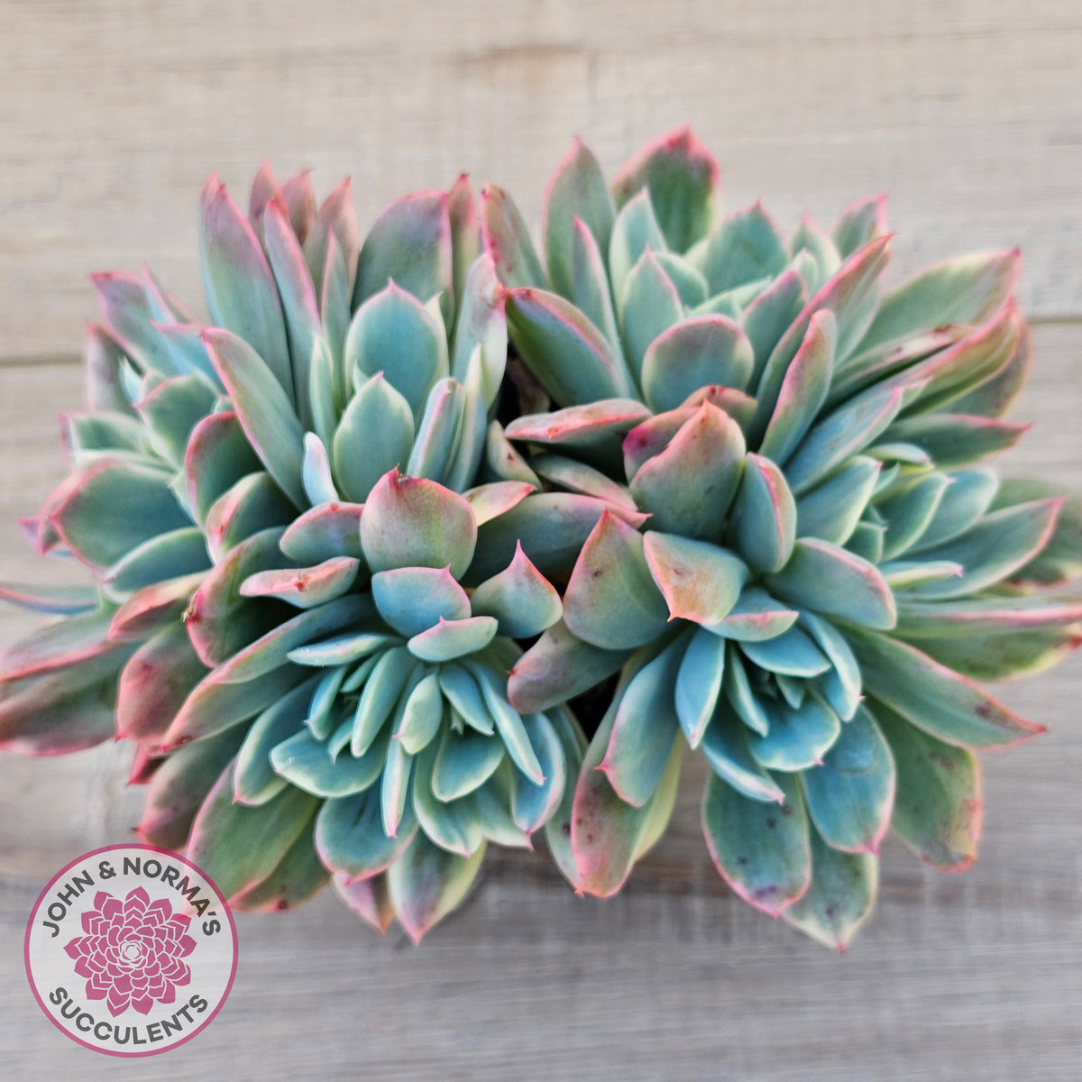 Echeveria 'Luella' Variegated Crest
