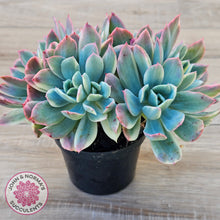 Load image into Gallery viewer, Echeveria 'Luella' Variegated Crest
