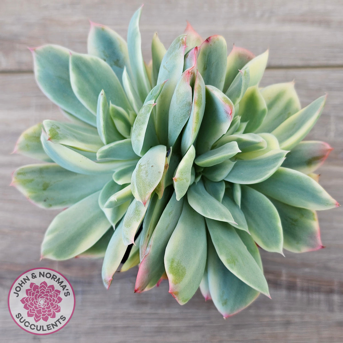 Echeveria 'Luella' Variegated Crest