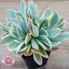 Echeveria 'Luella' Variegated Crest