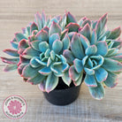 Echeveria 'Luella' Variegated Crest