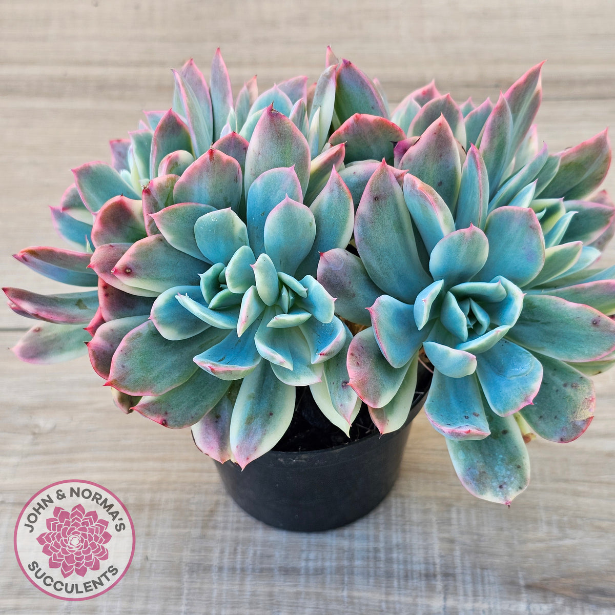 Echeveria 'Luella' Variegated Crest