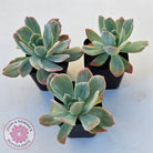 Echeveria 'Luella' Variegated