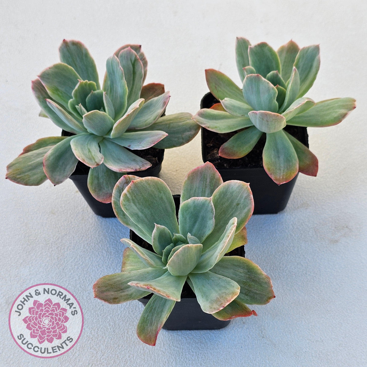 Echeveria 'Luella' Variegated