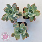 Echeveria 'Luella' Variegated