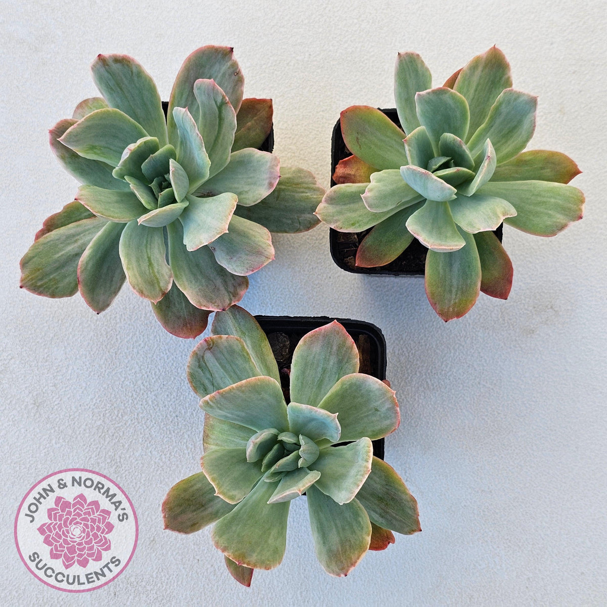 Echeveria 'Luella' Variegated
