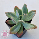 Echeveria 'Luella' Variegated