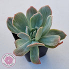Echeveria 'Luella' Variegated