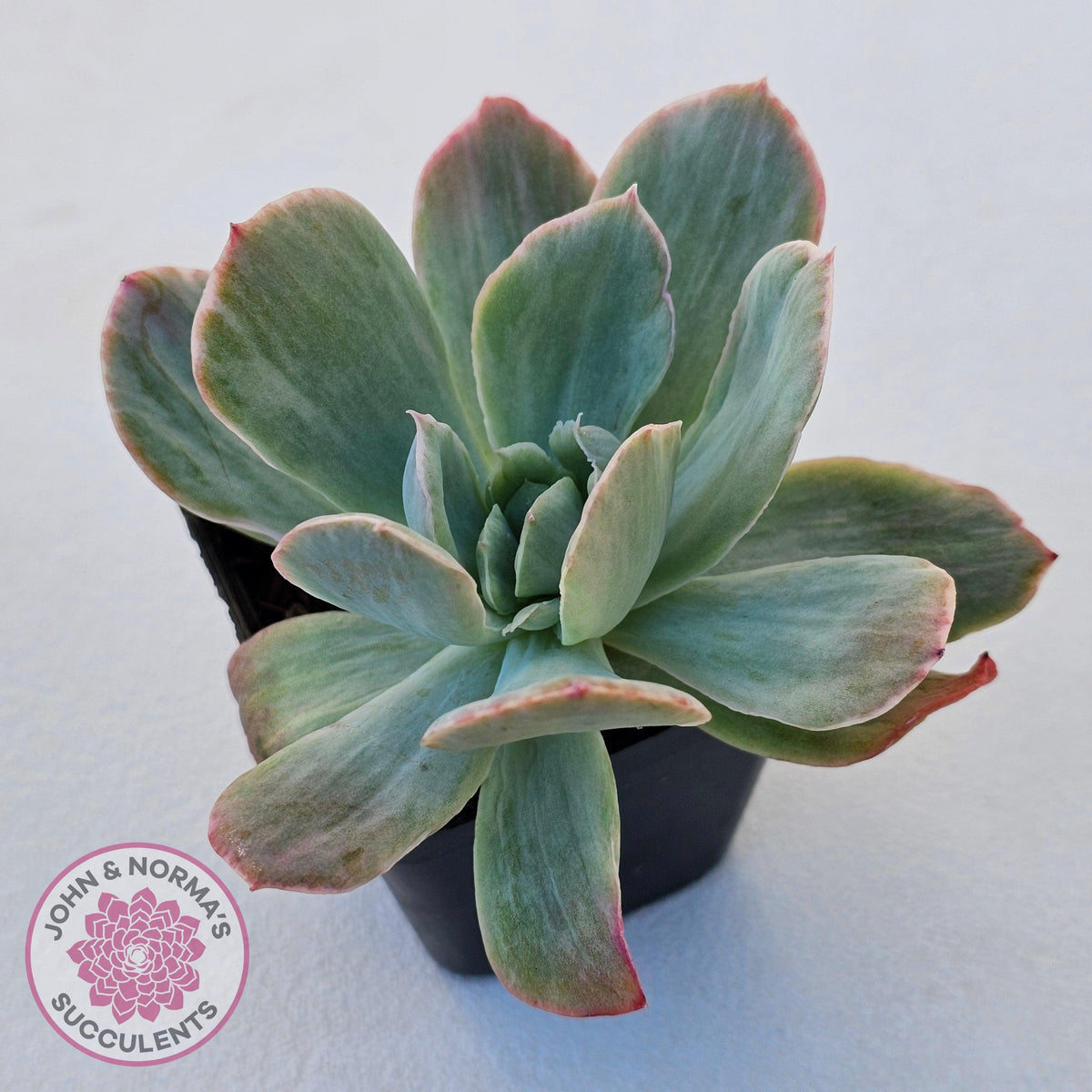 Echeveria 'Luella' Variegated