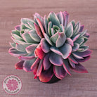 Echeveria 'Luella' Variegated Crest