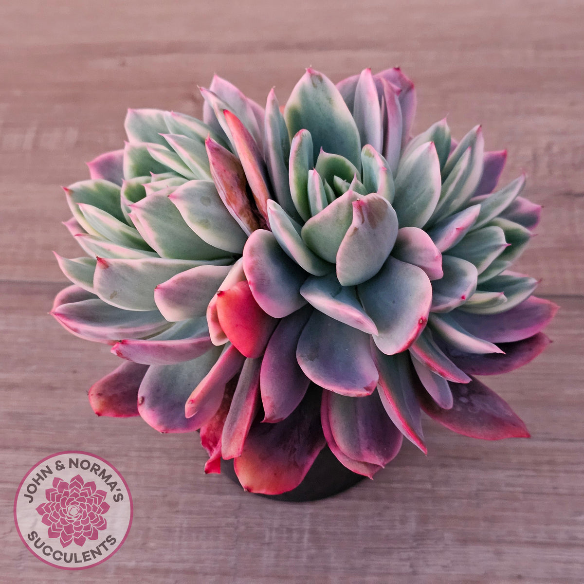 Echeveria 'Luella' Variegated Crest