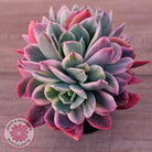 Echeveria 'Luella' Variegated Crest
