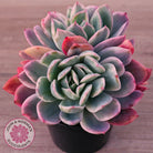 Echeveria 'Luella' Variegated Crest
