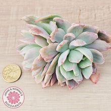 Load image into Gallery viewer, Echeveria 'Luella' Variegated – Cutting

