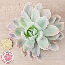 Load image into Gallery viewer, Echeveria 'Luella' Variegated – Cutting
