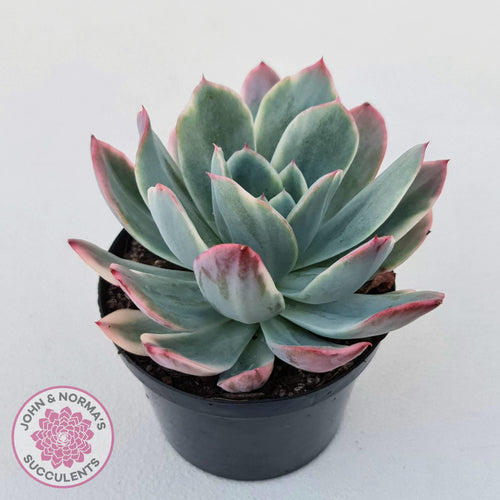 Echeveria 'Luella' Variegated - John & Norma's Succulents Australia