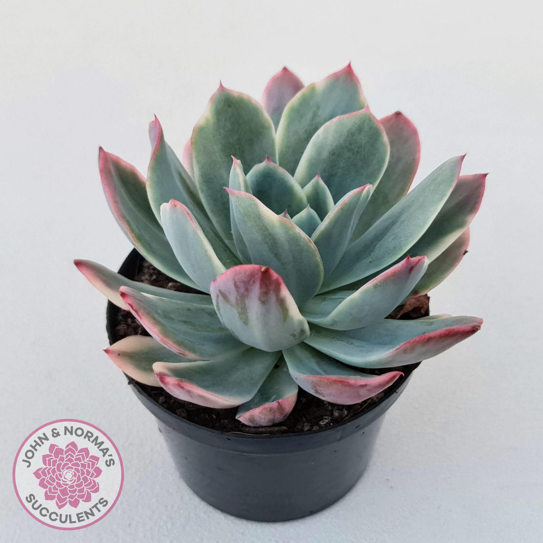luella succulent Buy Echeveria 'Luella' Variegated Australia