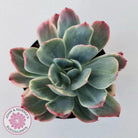 Echeveria 'Luella' Variegated