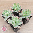 Echeveria 'Luella' Variegated