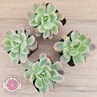 Echeveria 'Luella' Variegated