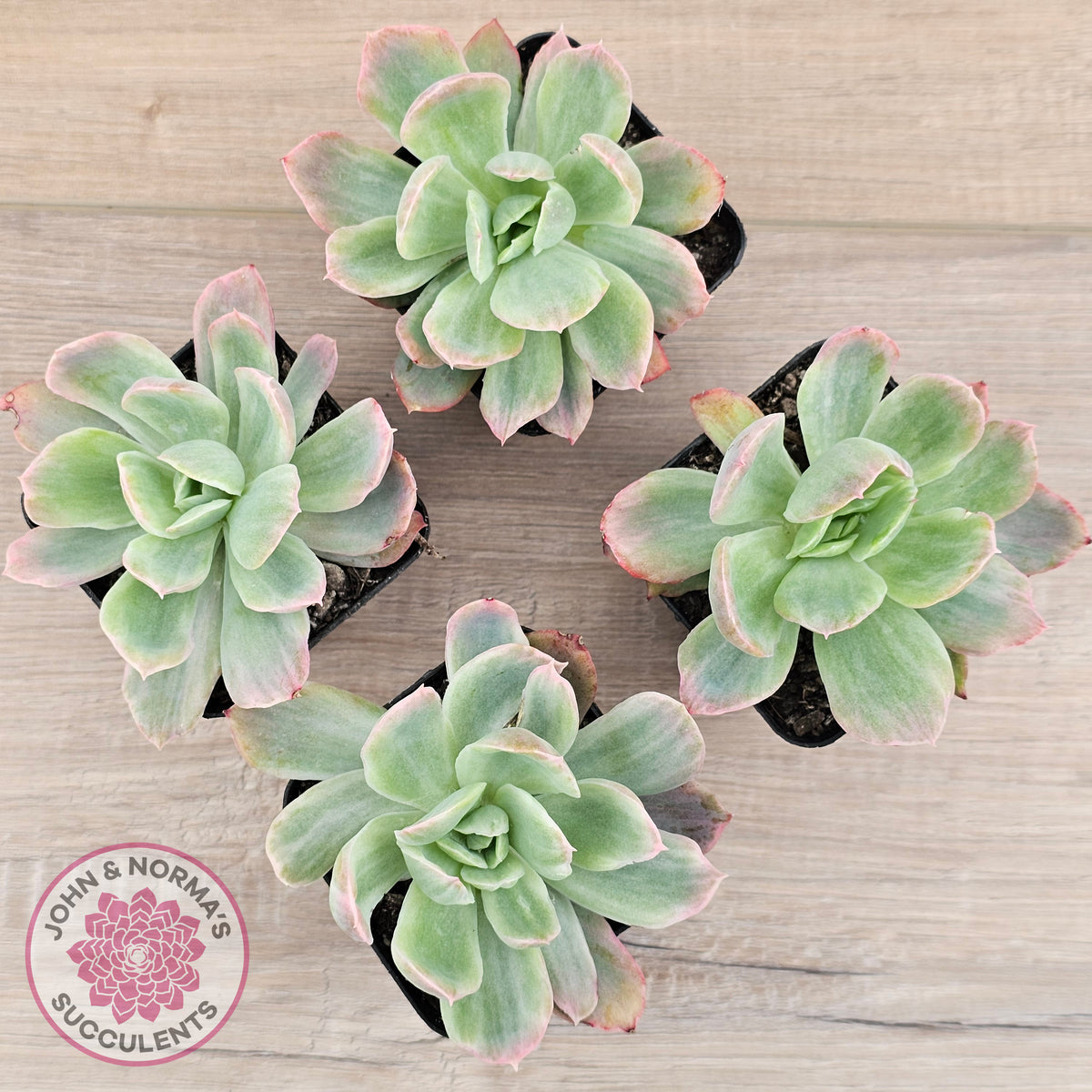 Echeveria 'Luella' Variegated