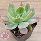 Echeveria 'Luella' Variegated
