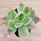 Echeveria 'Luella' Variegated