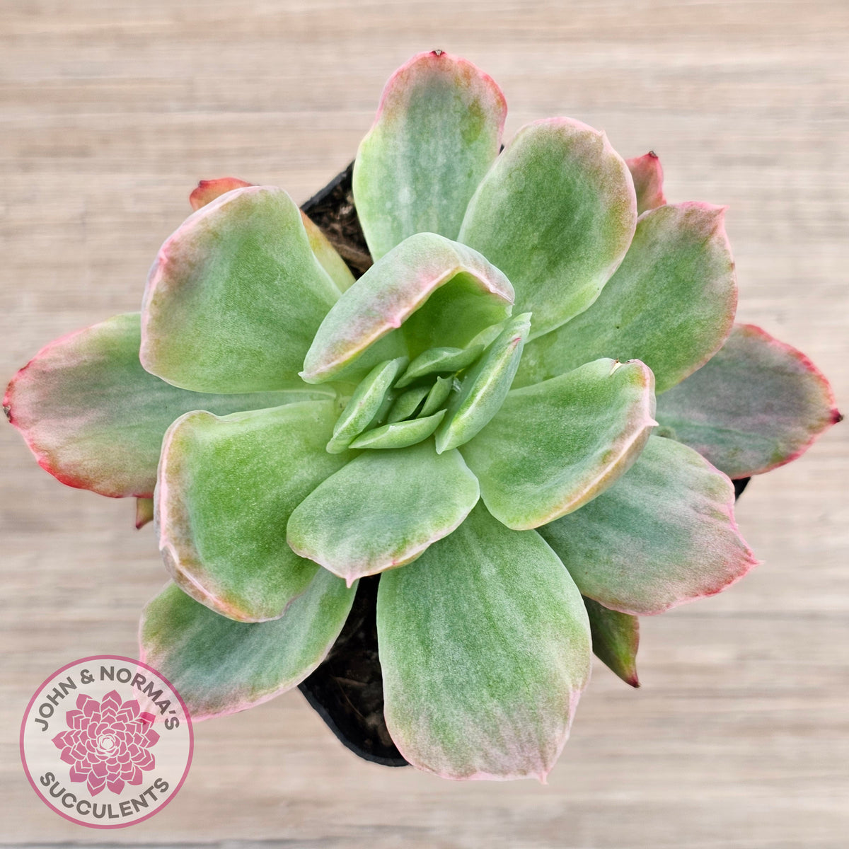 Echeveria 'Luella' Variegated