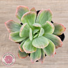 Echeveria 'Luella' Variegated